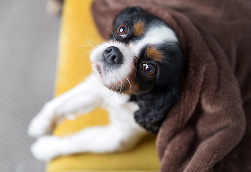 image for 6 ways to protect your sofa from your pet post